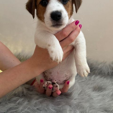 Jack Russell terrier tispe ledig