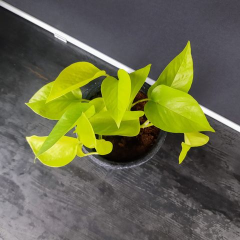 Planter: Epipremnum neon