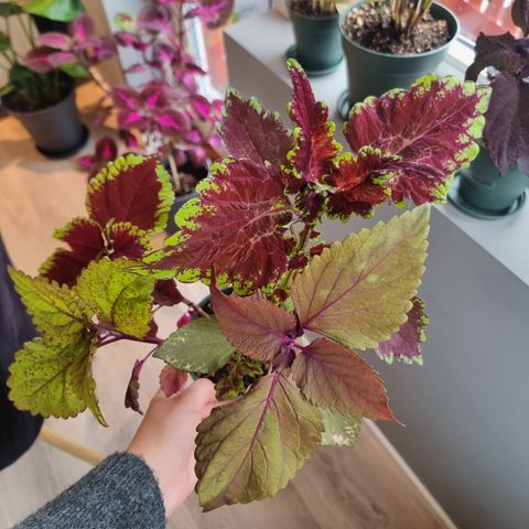 Coleus, Piggelin gen 2