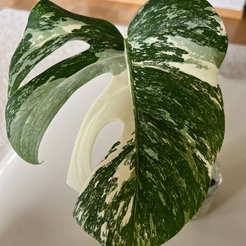 Monstera variegata