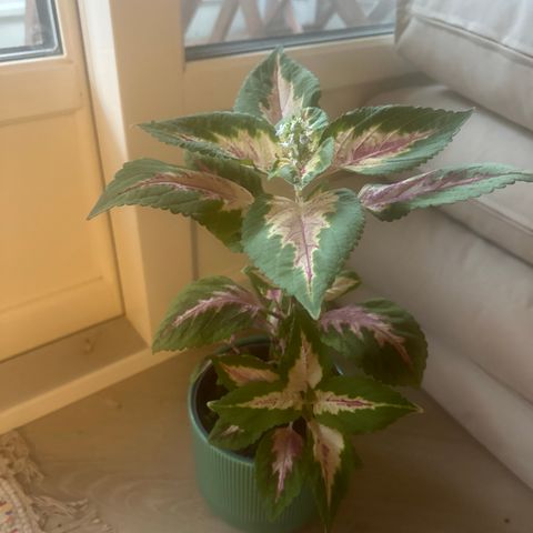 Praktsprangle coleus plante