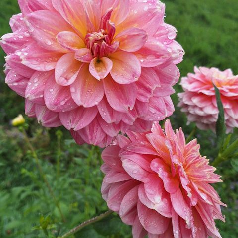 Dahlia - Seer Heaven - georgineplanter