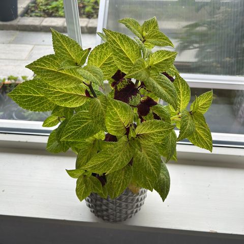 Coleus/praktspragle