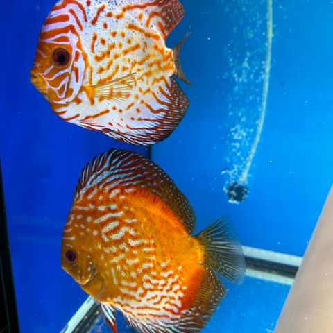 Discus XL Red  Lekspar legge egg