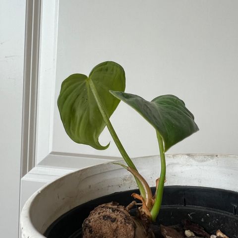 Liten Philodendron Dean Mcdowell plante