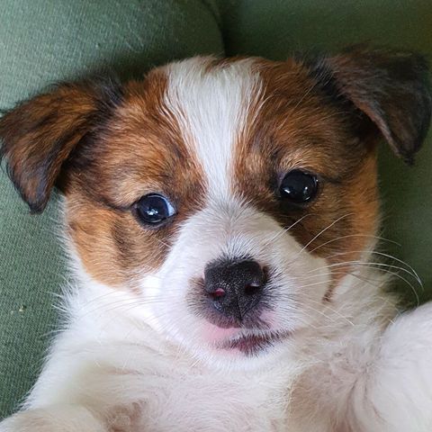 NKK-registrerte Jack Russell Terrier valper