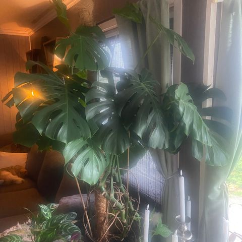 Monstera big form