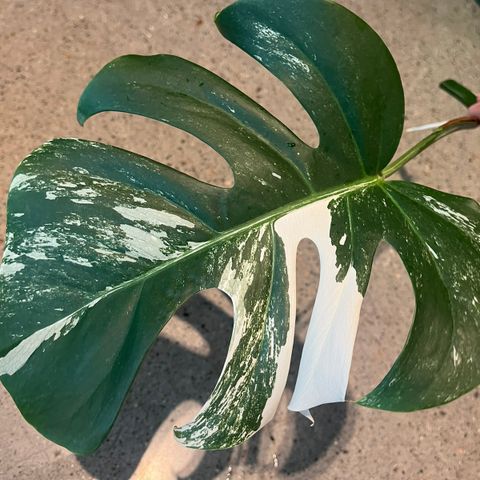 Monster variegata stiklinger