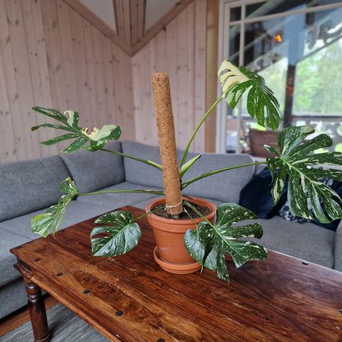 Hel plante - Monstera thai constellation