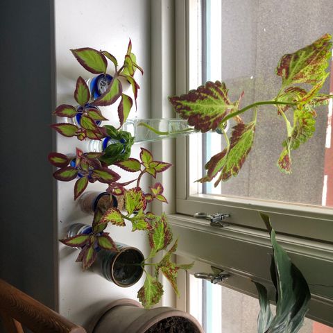 Stikling coleus