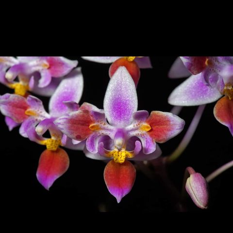 Orkide keiki Phalaenopsis equestris 'Fairy Tail'