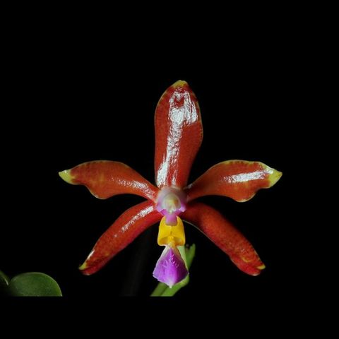 Orkide Phalaenopsis 'Spica'