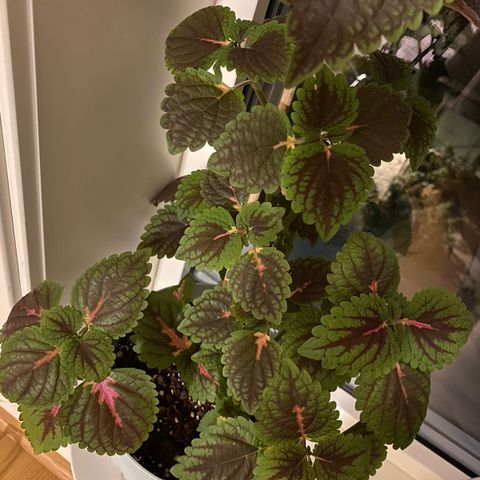 Coleus