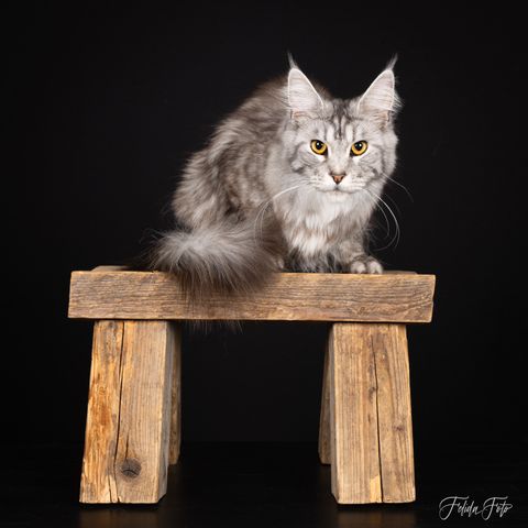 Champion Maine Coon hunnkatt 1,5 år gammel