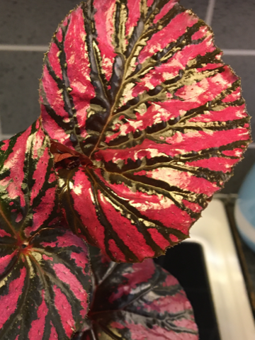 Stor plante av Begonia brevirimosa selges for 450 kr