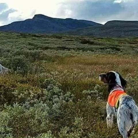 Ønsker å leie erfaren fuglehund (på Østlandet) til rypejakt nå i september