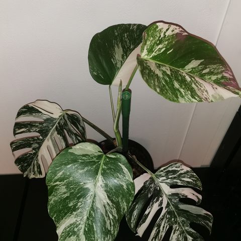 Monstera borsigiana variegata