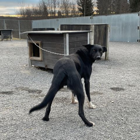 Tette Hundegårdselementer selges