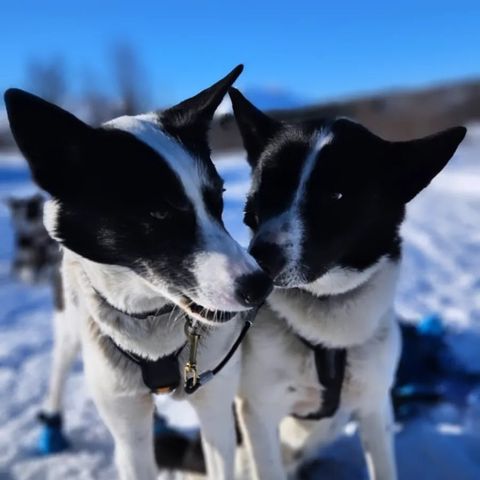 Alaskan Husky- omplassering