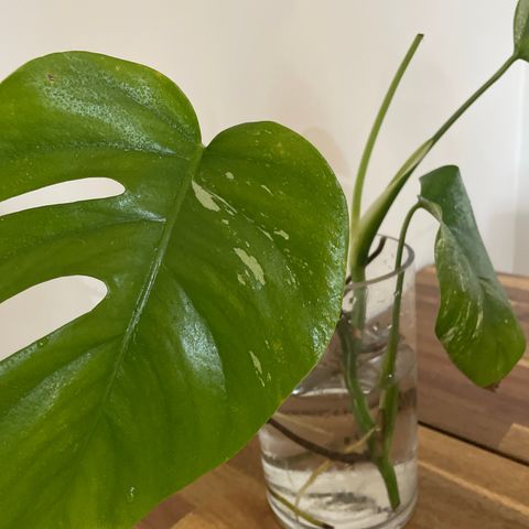 Monstera variegata toppstikling