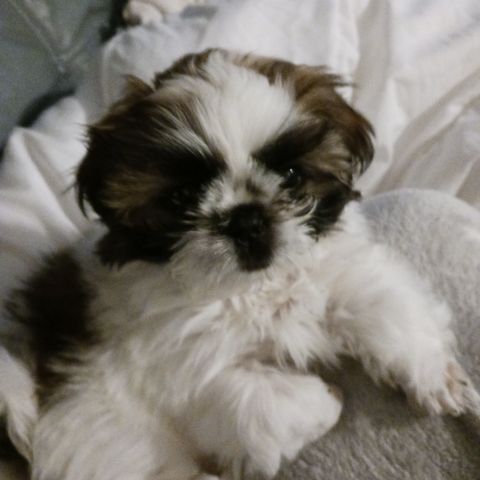 Blanding av shih tzu og Mateser