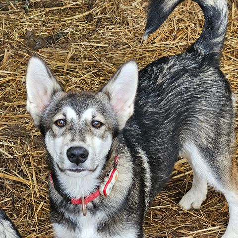 Husky alaska/sibirian mix