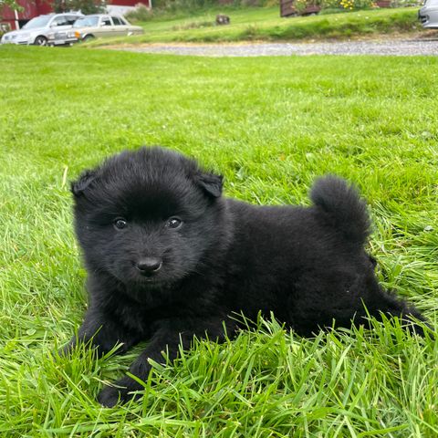 Svensk lapphund valper