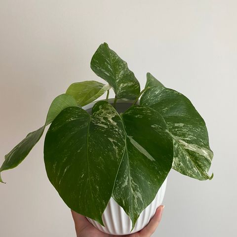 Monstera Variegata stiklinger