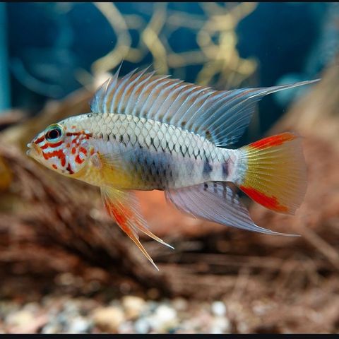 Apistogramma sp. D24 og diverse andre uvanlige Apistogramma