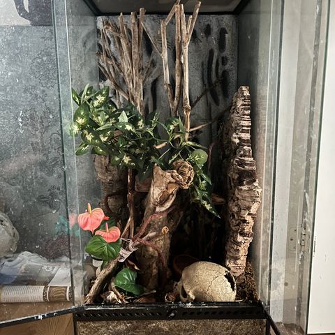 Terrarium til gekko