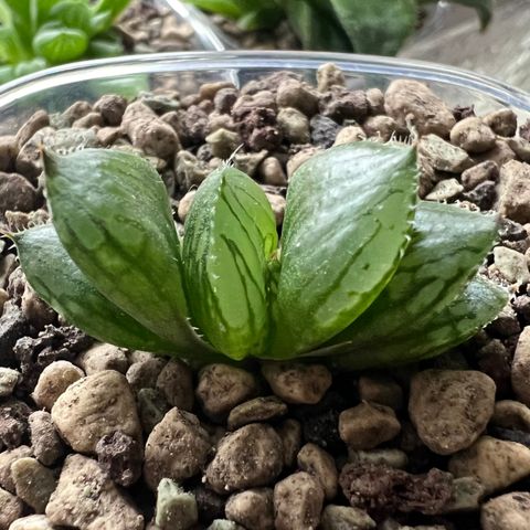 Haworthia Sansenju plante