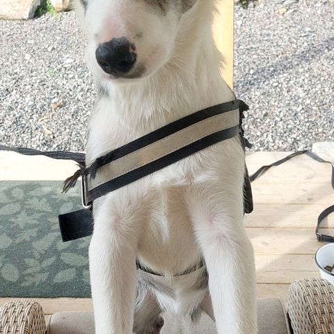 Border Collie Blue Merle valp selges