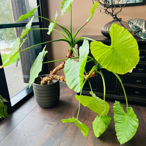 Grønne planter - Monstera