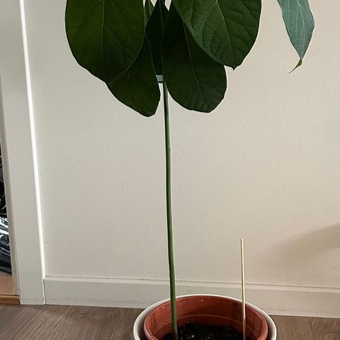 Avokado plant Reservert