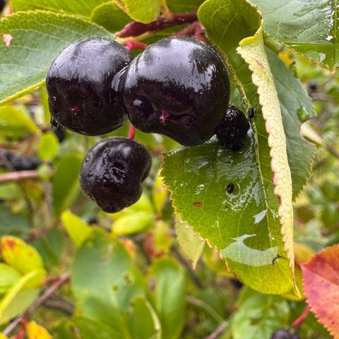 Svartsurbær Aronia  selvplukk