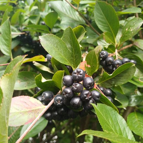 Aronia/svartsurbær