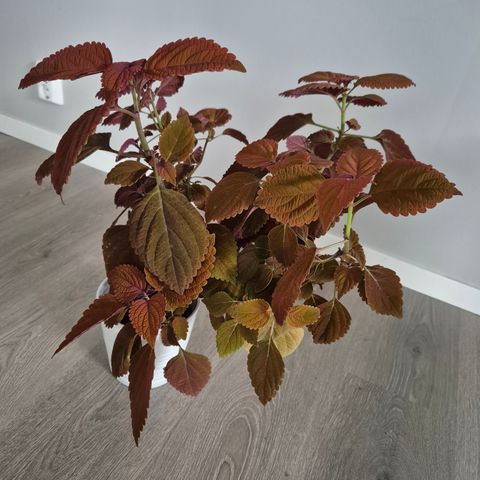 Coleus