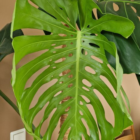 Monstera large form