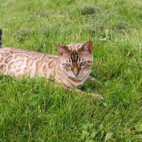 Bengalgutt på 2 år selges