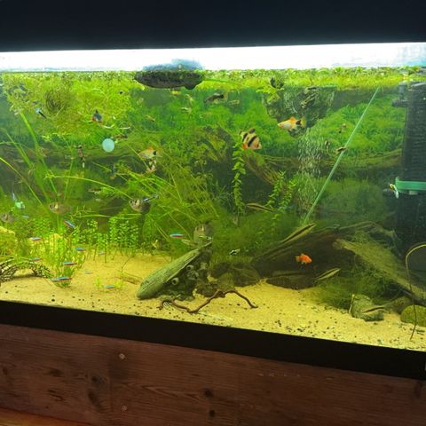 Juwel Akvarium 300l