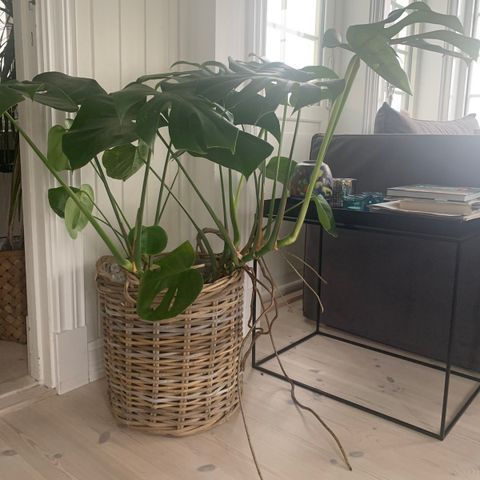 Monstera planter i ulike størrelser