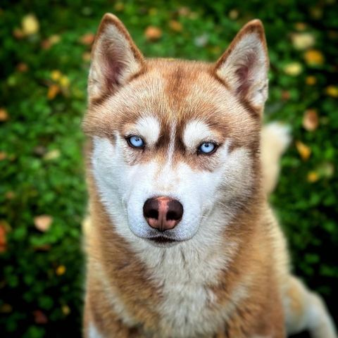 Siberian Husky