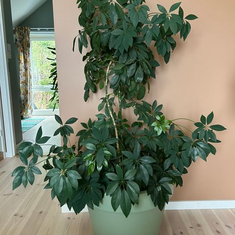 Stor Schefflera paraplyplante ca. 150 cm med stor potte