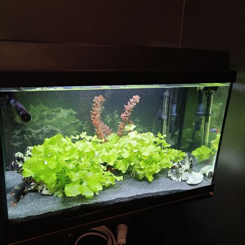 Juwel Akvarium 65Liter