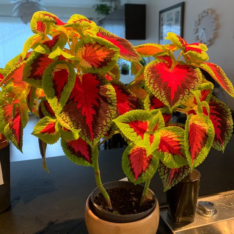 Coleus planter