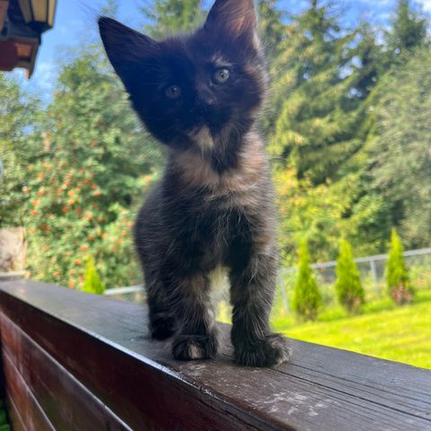 Maine Coon/ Sibir jenter Tricolour