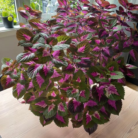 Coleus plante