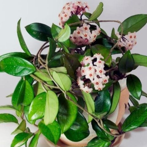 Avlegger av Porselens blomst. Hoya Carnosa.