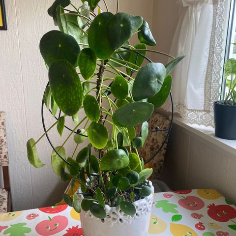 Pilea