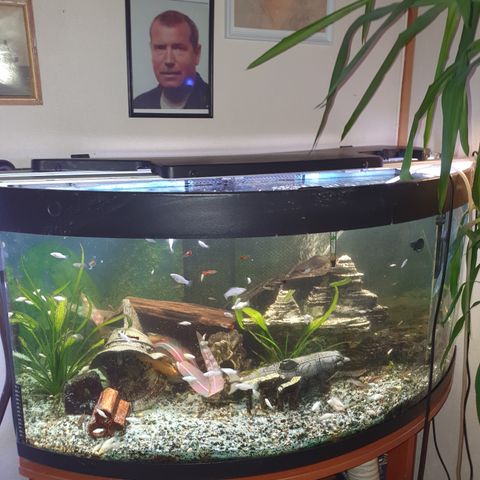 Akvarium  med fisk og utvendig pompe